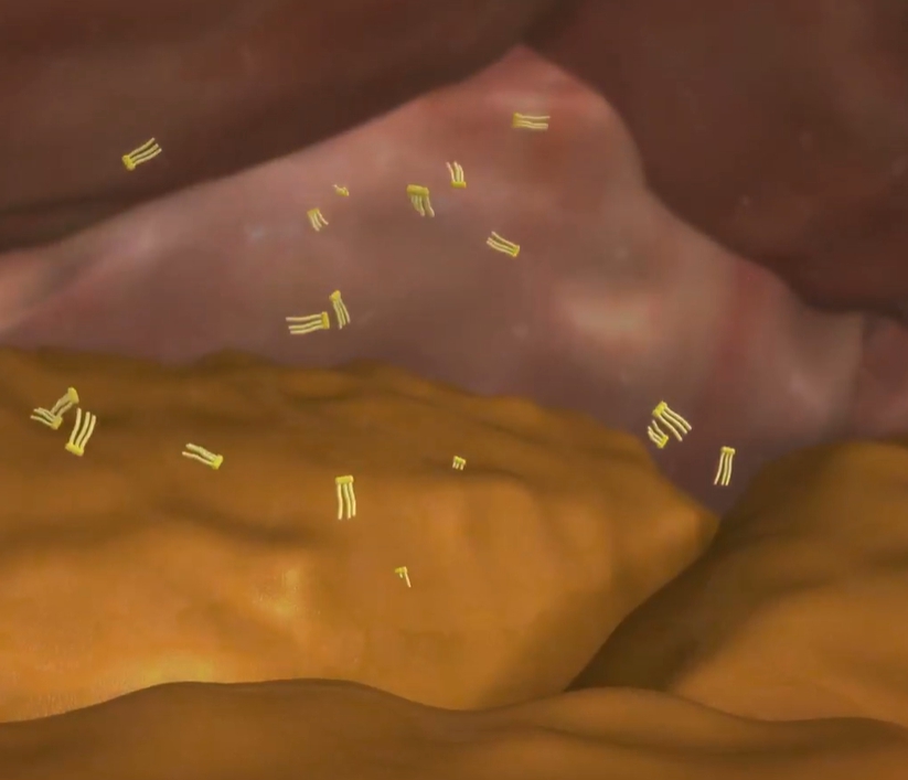 중성지방 정상수치