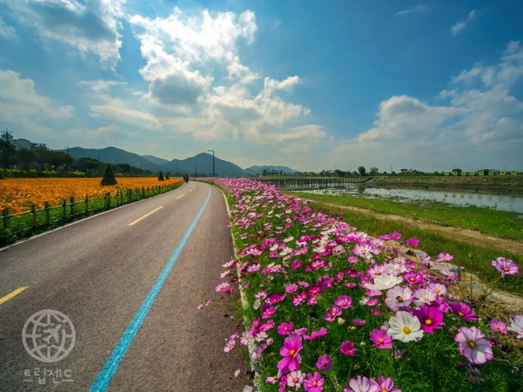 장성-황룡강-꽃-축제