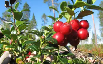 링곤베리 효능 및 영양소, 가격