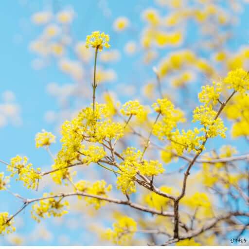 구례 산수유꽃축제