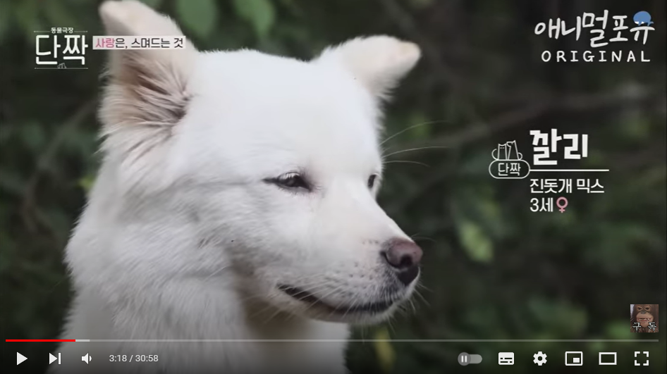 유기견 깔리와 함께 사는 산골 소녀