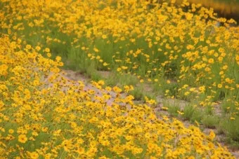 함안 악양생태공원 금계국 개화 시기와 사진 촬영 팁_15