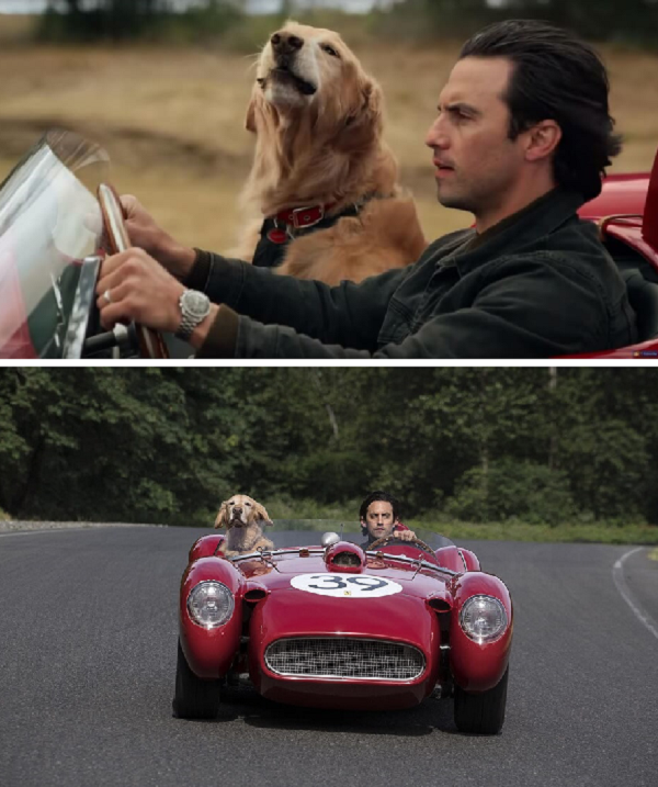 영화 '레이싱 인 더 레인(2019)'