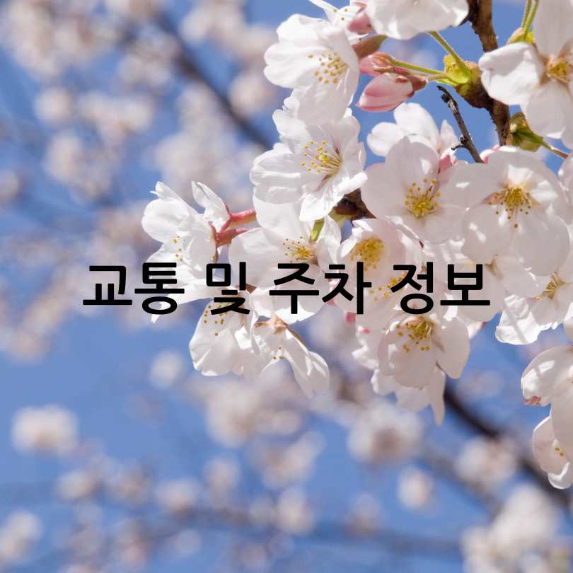 금산 보곡산골 산벚꽃축제