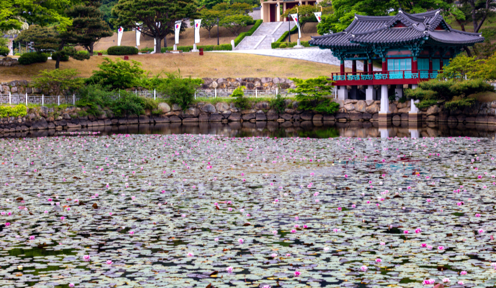 통일전 연꽃