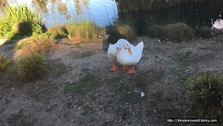Echo Park Ducks