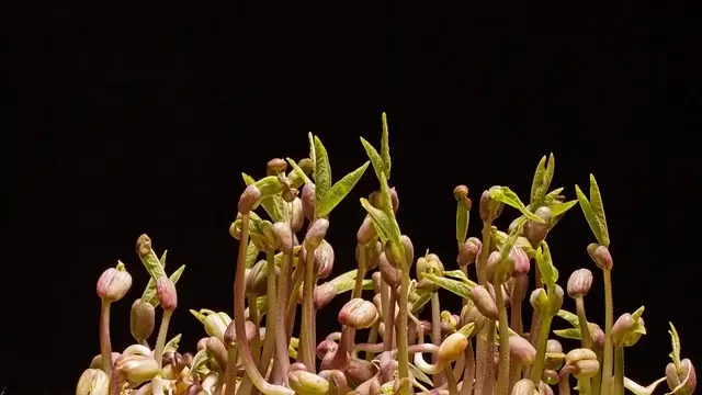 녹두-심는-시기