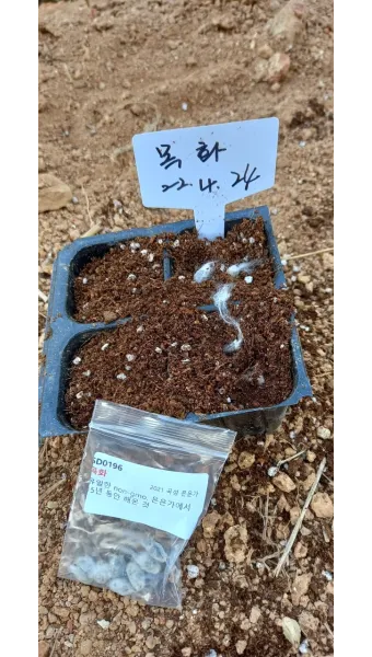 호박씨 심는 시기 파종 시기 재배방법_14