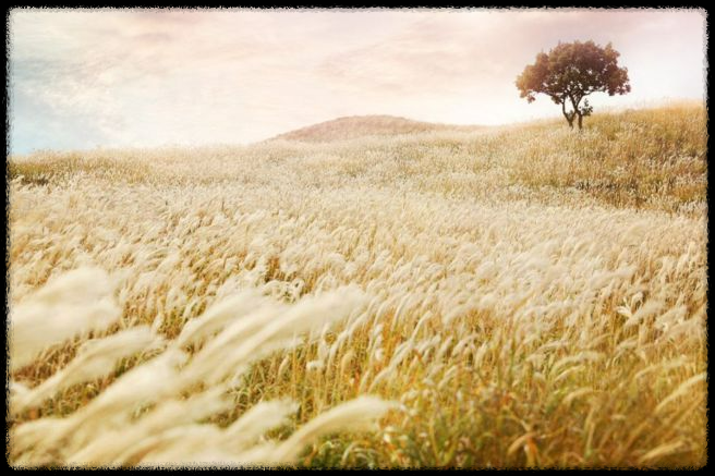 황매산 억새축제, 놓치면 후회할 필수 정보!