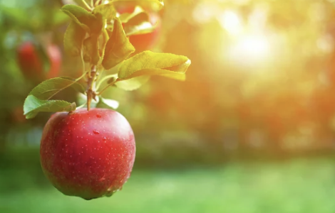 ⑩ 사과(Apple)