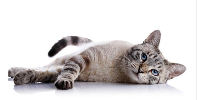 뒹굴거리는 고양이.