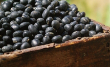 서리태 파종시기의 실수 사례 3