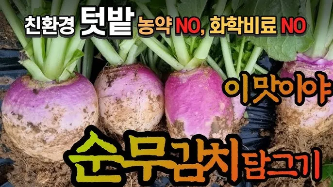 순무 재배 봄 가을 파종 비료 절감 키우기 요령_1