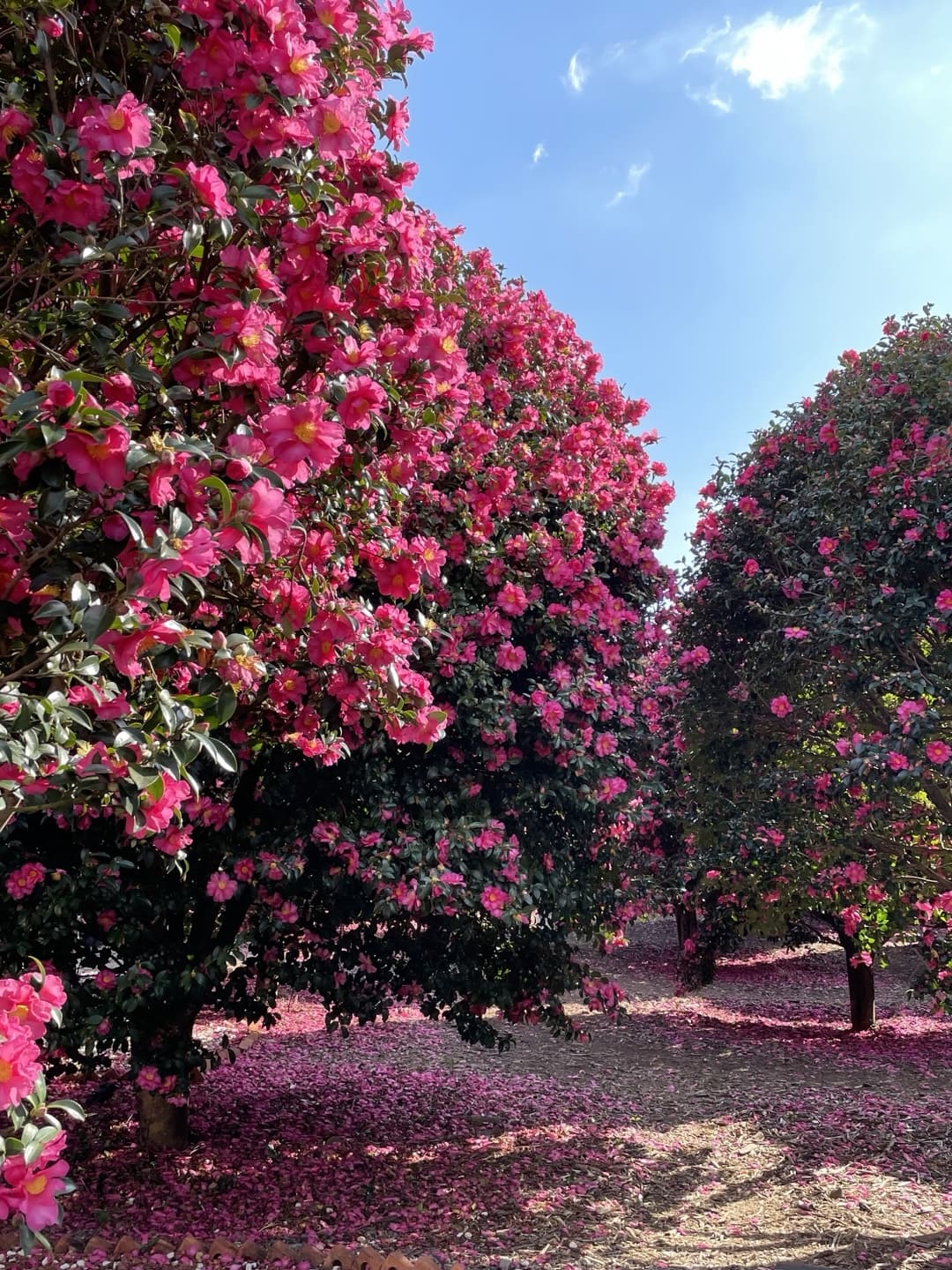 제주도 12월 가볼만한곳