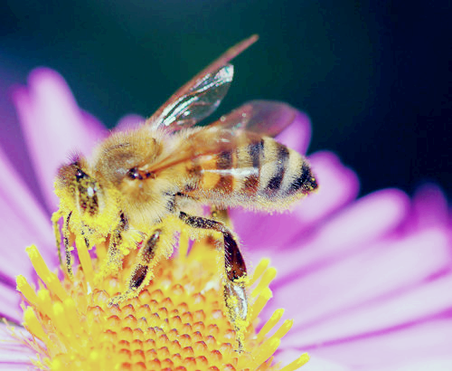 프로폴리스 효능