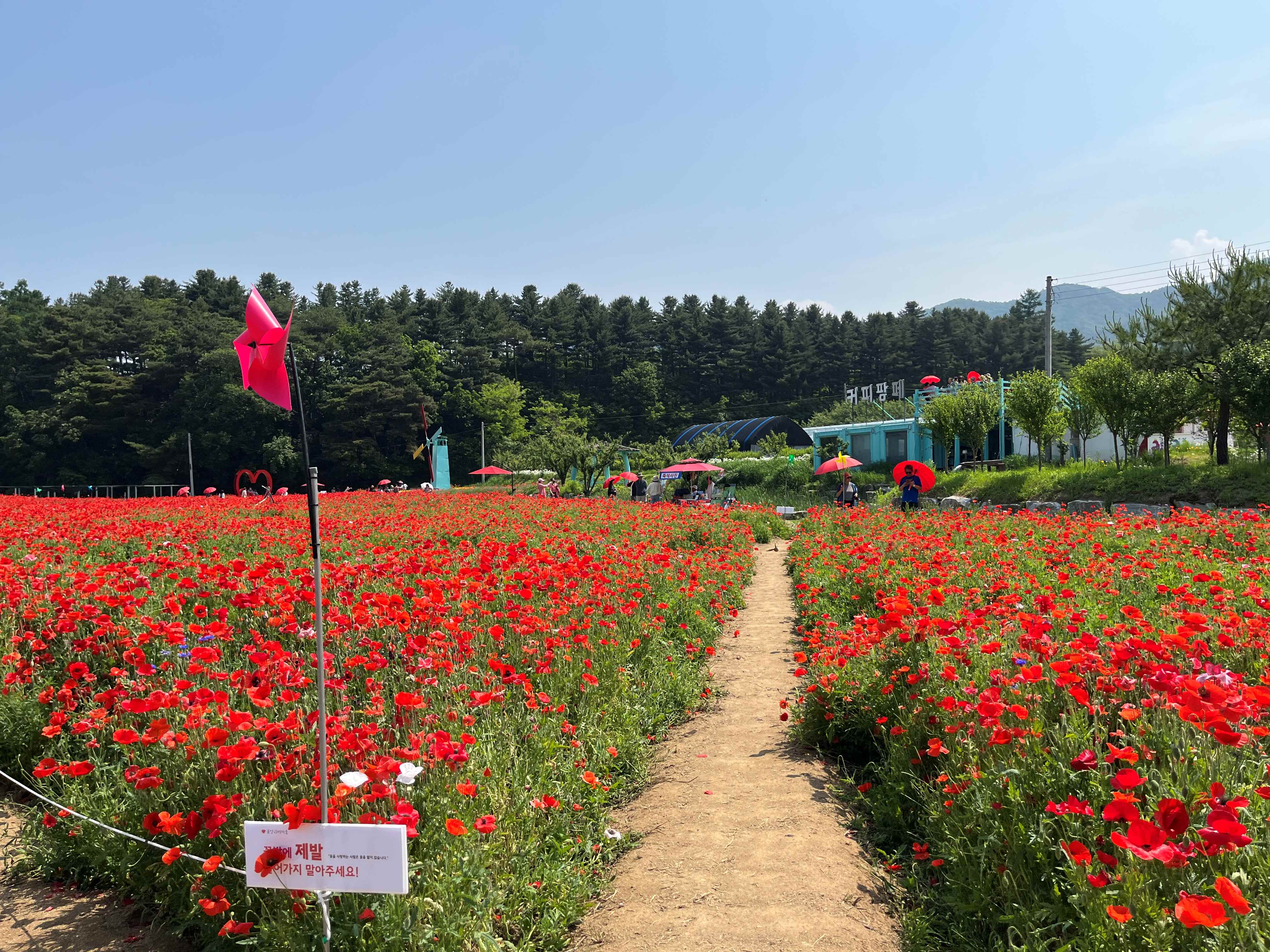 용수골 꽃양귀비 축제