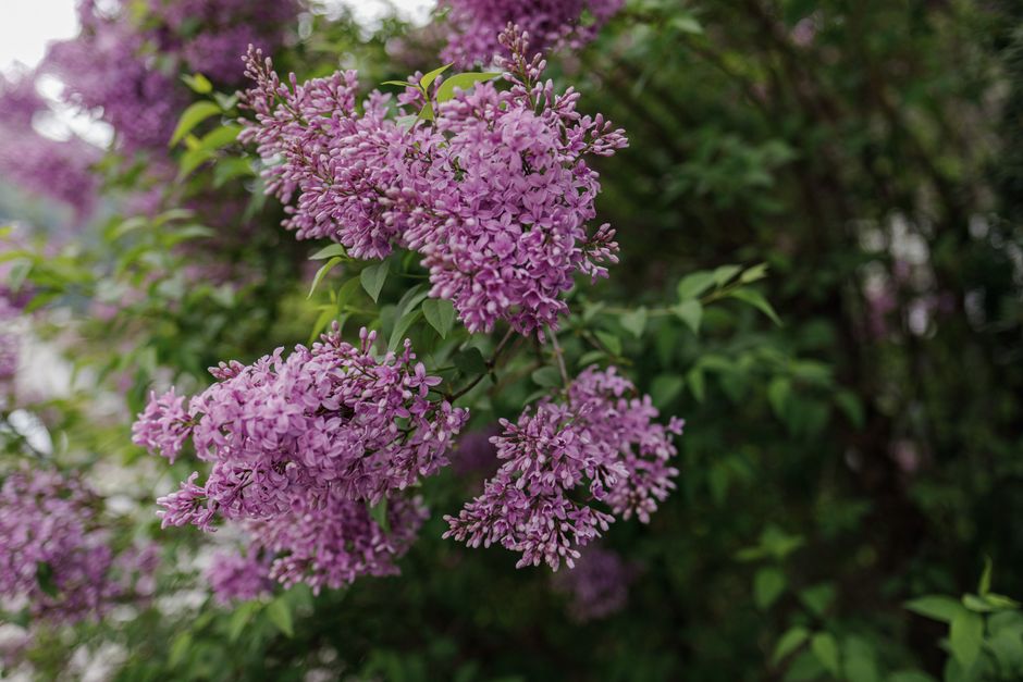Close-up of vibrant lilac blossoms in a lush summer garden, showcasing nature's beauty.