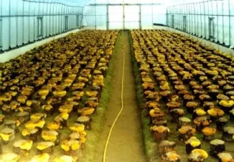 상황버섯 재배 톱밥 배지 균사 배양 환기 관리_3