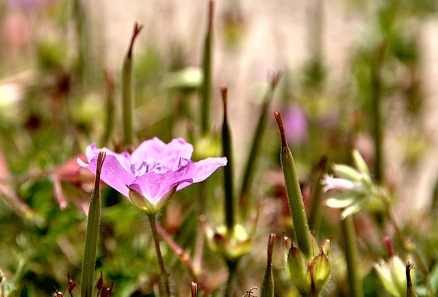 실내정화식물 5가지 가격 및 장단점 알아보기 