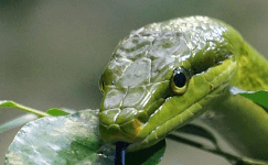 뱀이 다른 사람을 물은(무는) 꿈해몽