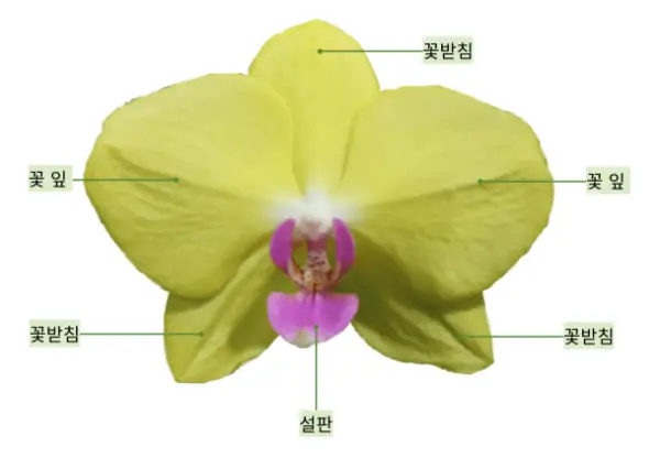 호접란-꽃-구조