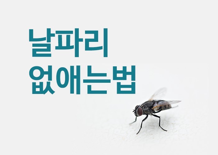 화장실 초파리 생기는 이유