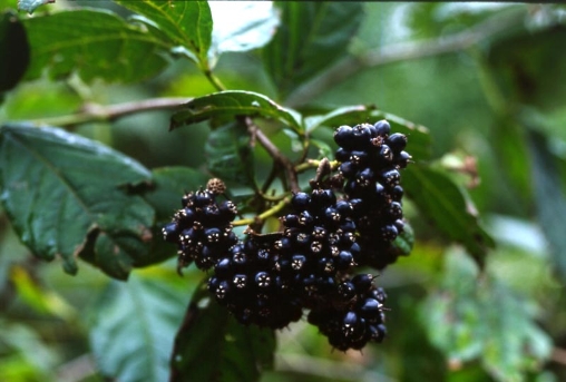 오갈피나무 열매2