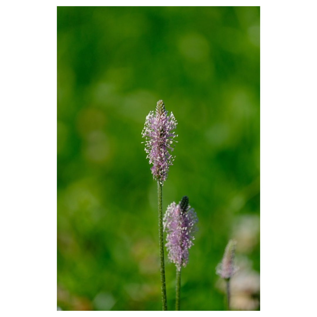 차전자피와 관련된 사진입니다.