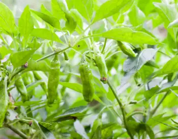 꽈리고추 효능 및 영양소