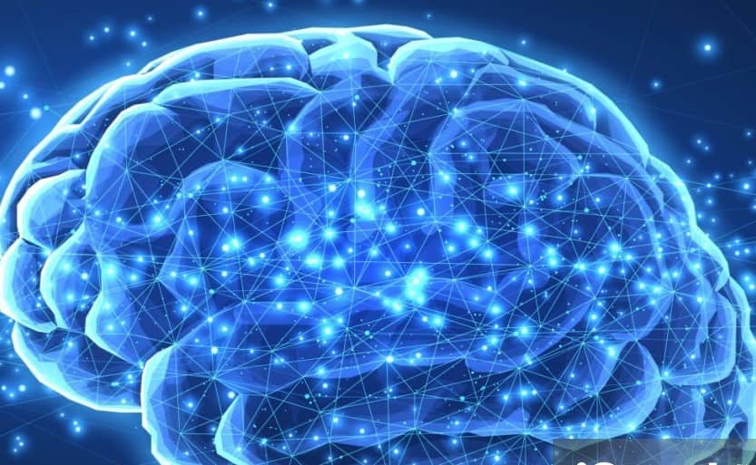 세로토닌과 우울증의 관계 및 감정을 조절 담당의 편도체와 전두엽의 역할