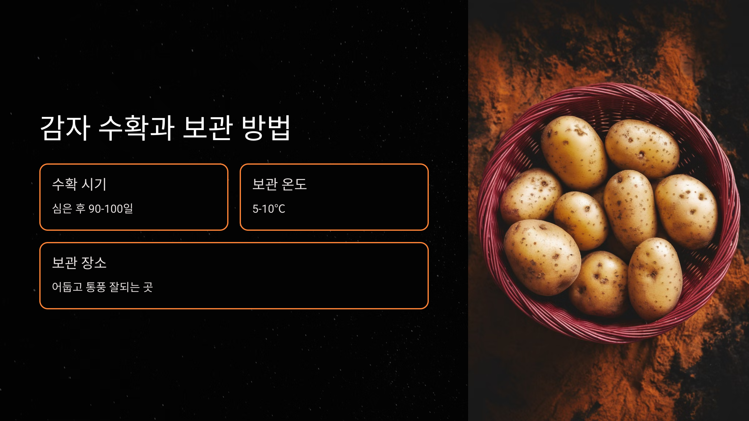 감자 수확과 보관 방법