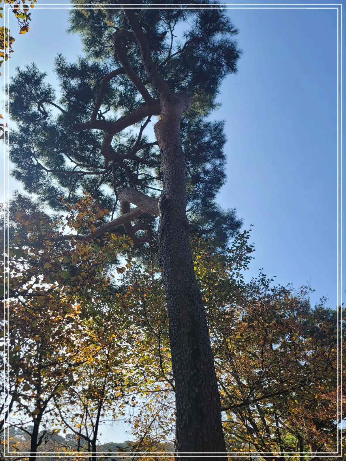 전등사-동문-소나무