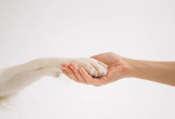 강아지 발/출처:어도비스톡