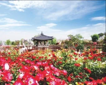 오늘이 아니라면 최적의 개화 시기는 언제인지 곡성세계장미축제에서 확인하세요_2