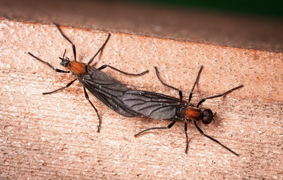 러브버그 이미지