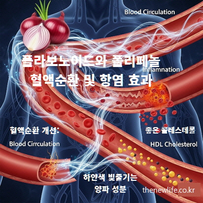 양파 속 플라보노이드와 폴리페놀 성분이 혈액순환을 개선하고 염증을 완화하며 HDL 콜레스테롤을 증가시키는 효능