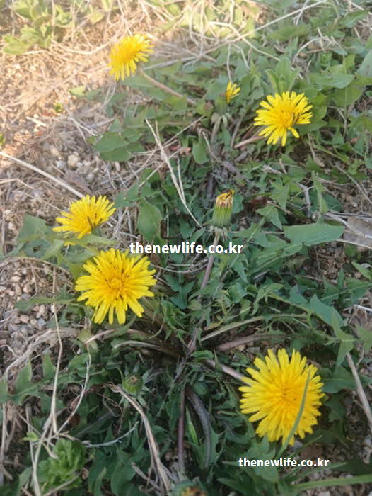 민들레 효능 피로 해소 실리마린