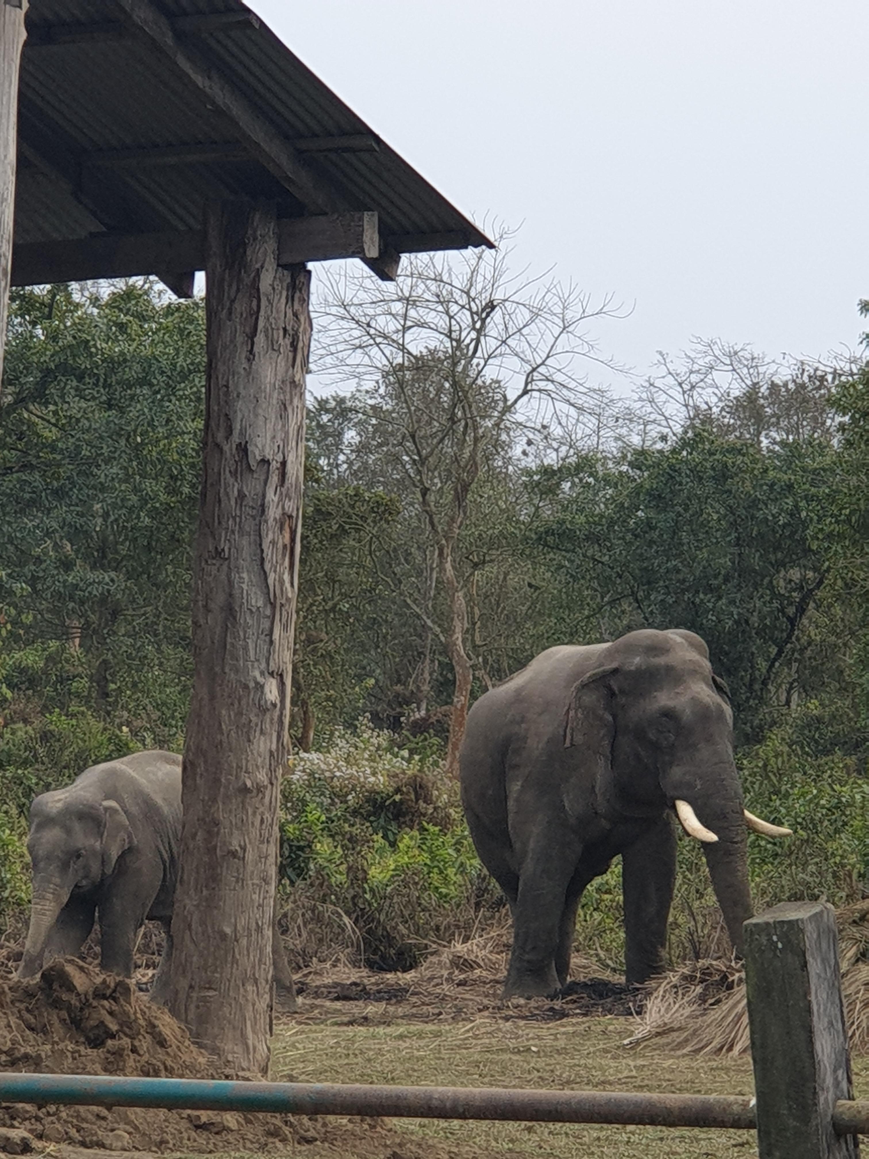 치트완 정글에서 본 코끼리