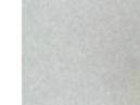 먼지다듬이 벌레