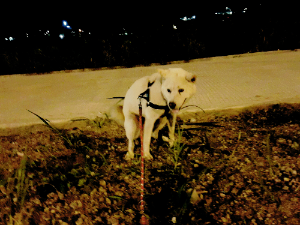 강아지와 교감하는 7가지 방법.