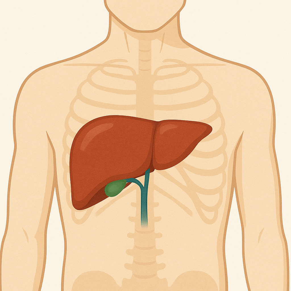 간수치 낮추는 음식과 영양제, 효과 있는 꿀팁 공개