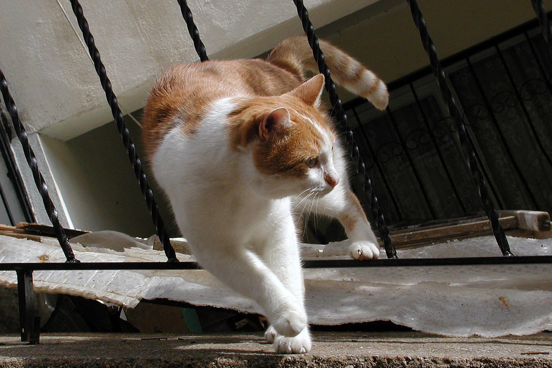 고양이 중성화 관리 관련 사진
