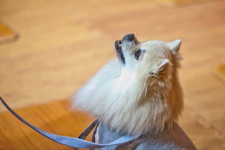 사찰복을 입고 주인을 쳐다보는 강아지