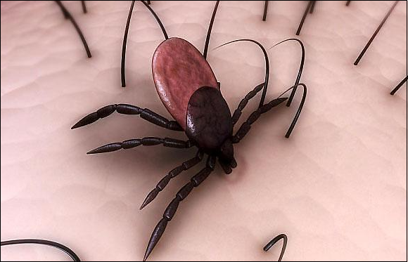 진드기-빈대-효과적인-퇴치제-기피제-살균기-스타일러스-비교구매가이드[가성비최고]