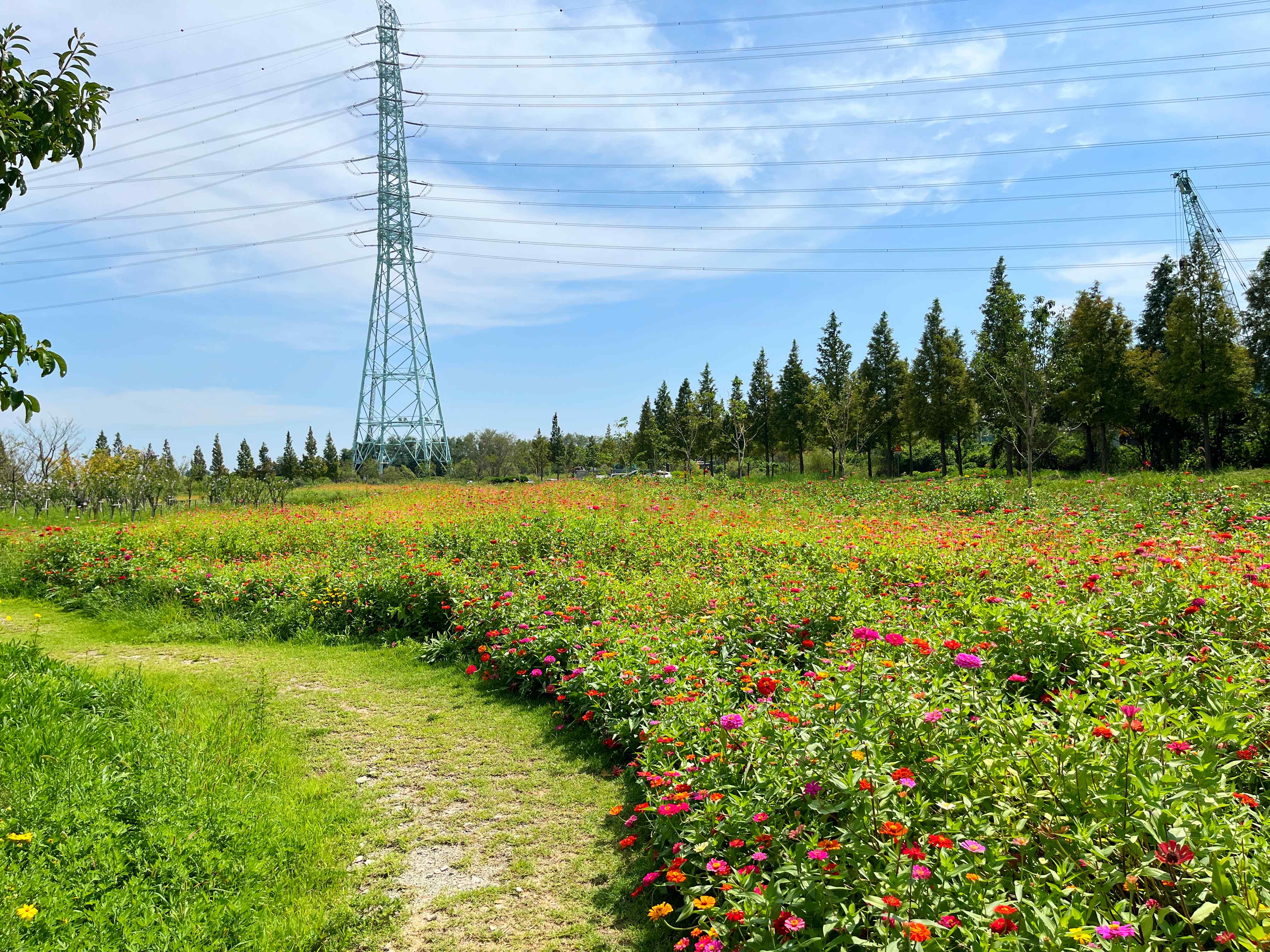 대부도 바다향기테마파크 코스모스
