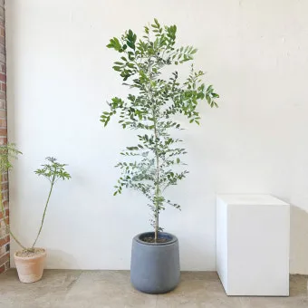 화분 여행 전 관리 급수준비 조명타이머 통풍점검 안심외출 체크_6