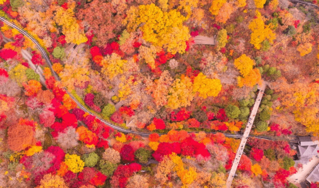 화담숲-단풍-절정시기