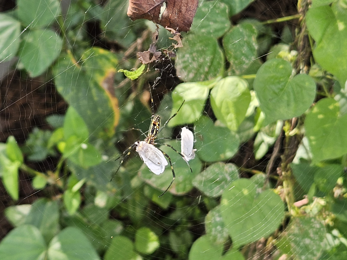 미국흰불나방18