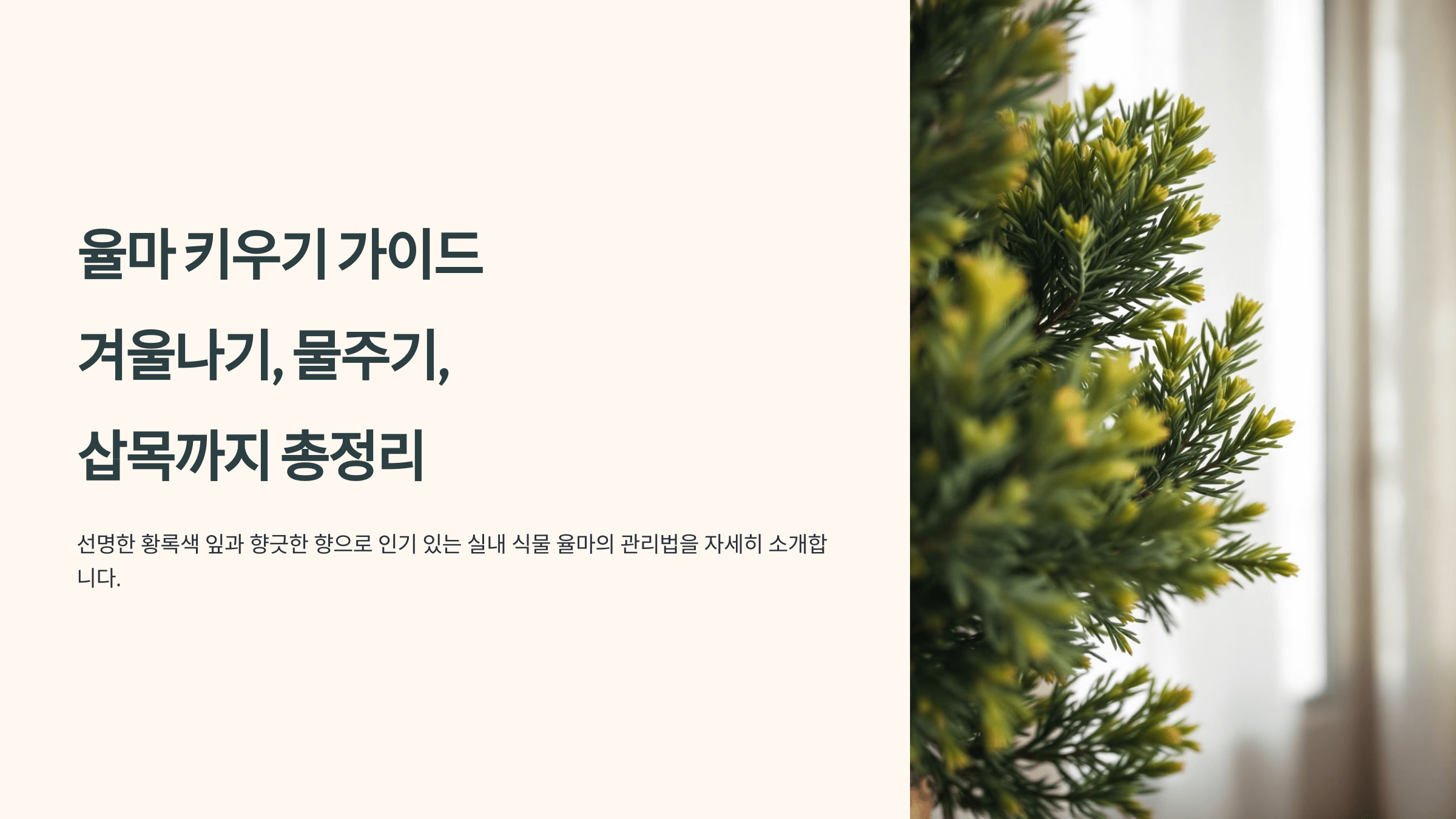 율마와 관련된 사진입니다.