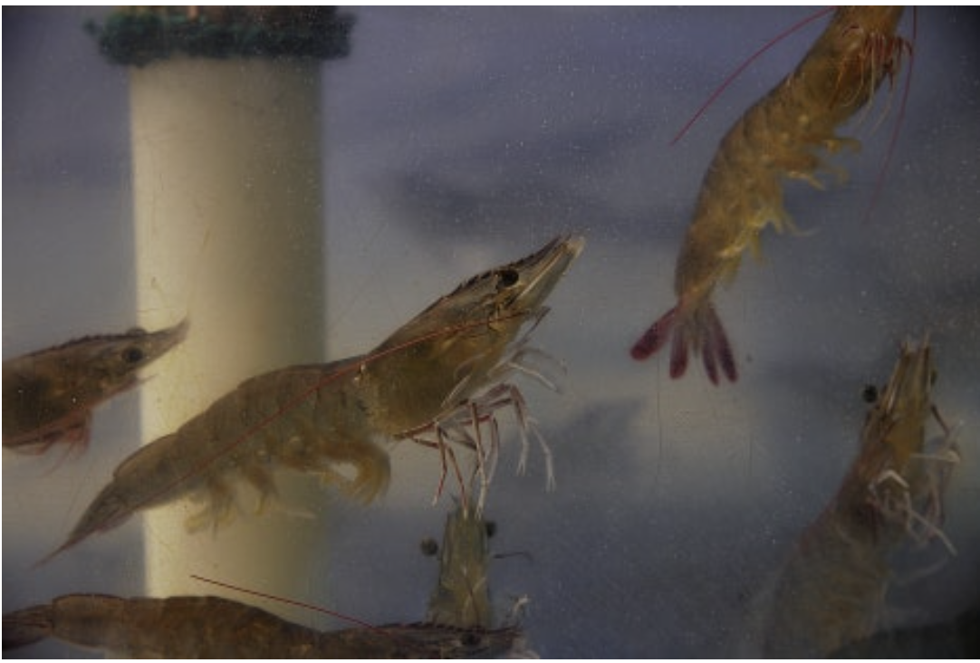 남당항 대하축제